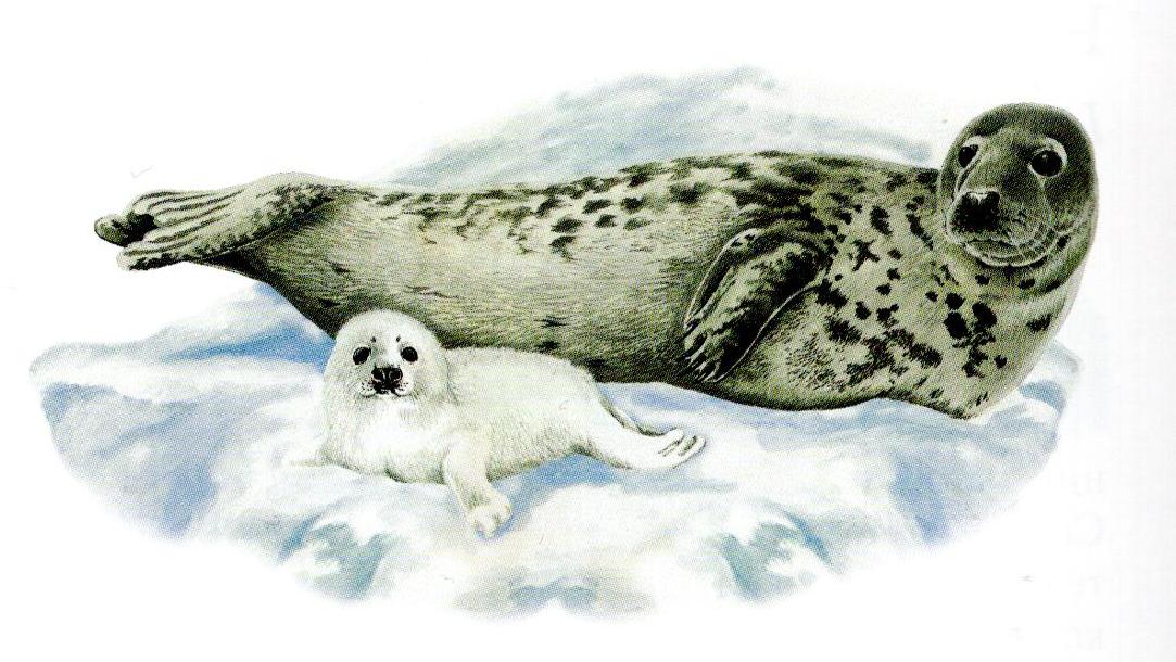 Балтийский серый тюлень
